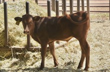 Bull Calf 39/23