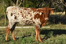 HLR SHERRI