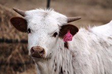 2018 Crisp Color Heifer