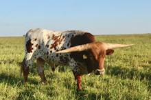 Lakota Cowboy