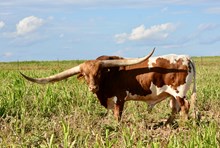 TS Lone Star Lawman
