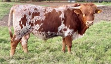 HL Crisp Joyful Empress bull calf