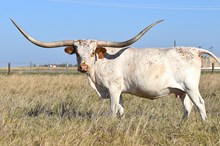 HLR Displaying my Return