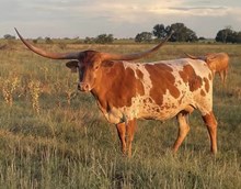 HLR Moo La La 211