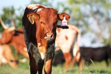 2018 Victory Dawn Heifer