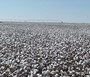 Irrigated cotton field near our house ready to harvest