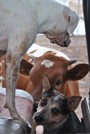 Salli (white boxer) and Belle (blue healer) with their favorite calf,  TS Super Mandi